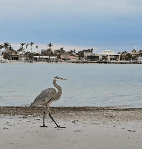 Great blue heron walking along a sandy shoreline with calm bay waters