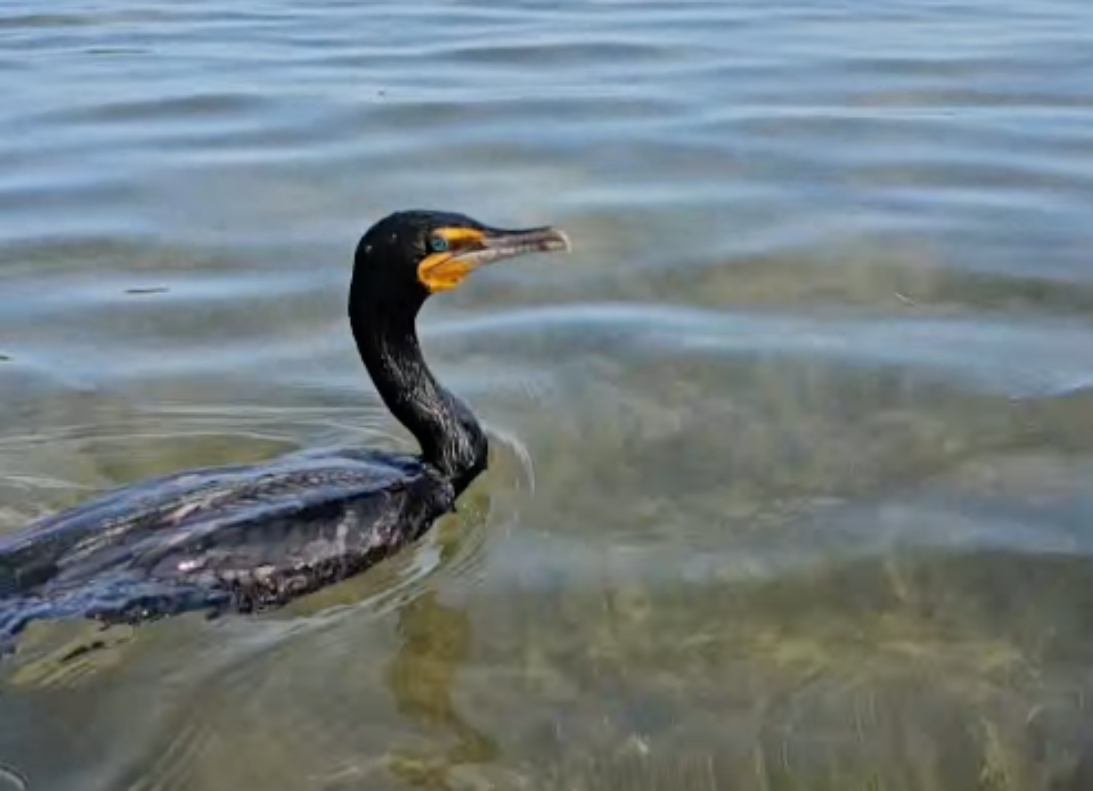 Close-up of a cormorant swimming in clear shallow water